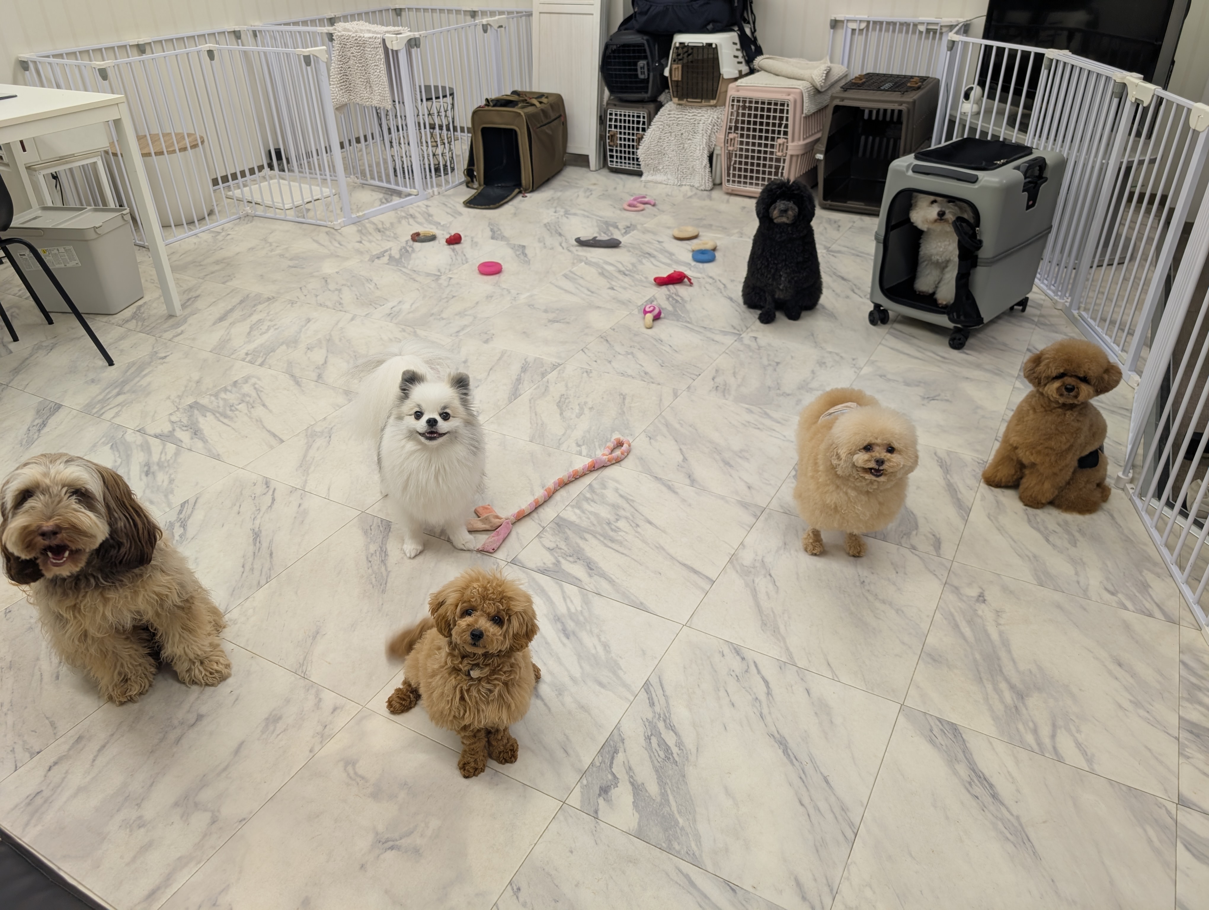 犬の幼稚園